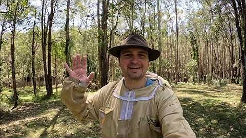 Ep4 How to Move a Nuc Hive to a full Brood box - Beekeeping for beginners