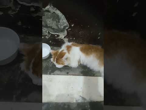 Achcha bhai sahab Ham #viralvideo #funny #nayenawelidulhanparpehledin #minivlog #comedy  #labrador