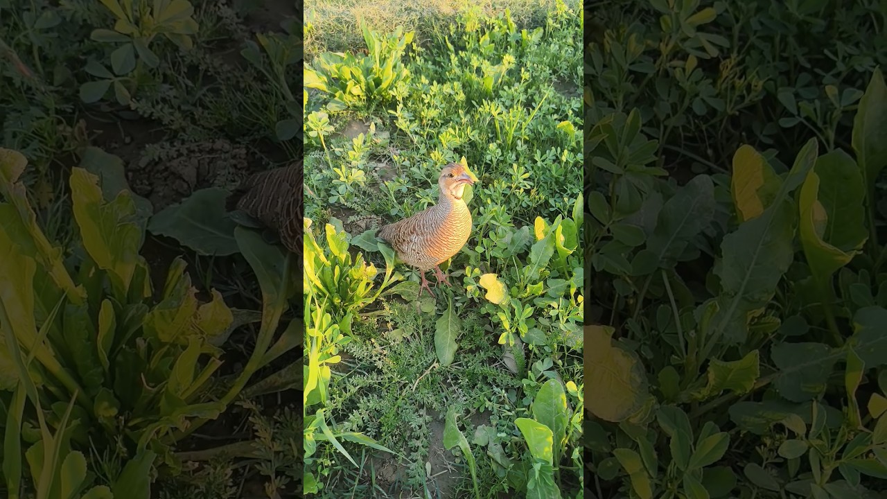 teetar ki awaaz Sune hunting video animal