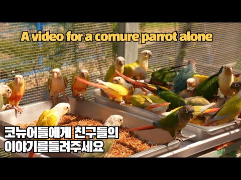 코뉴어앵무새들을 위한 영상 for conure video #conureparrotsound #parrotsound #parrots #parrotvideo #대구앵무새농장