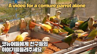 코뉴어앵무새들을 위한 밀웜 에그푸드 먹는 영상  for conure video #conureparrotsound #parrotsound #parrots  #대구앵무새농장