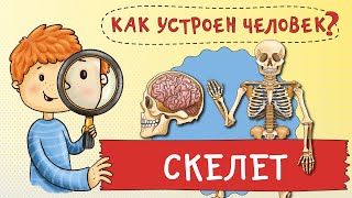 Как устроен человек? Как устроен мой скелет. Зачем мне кости?