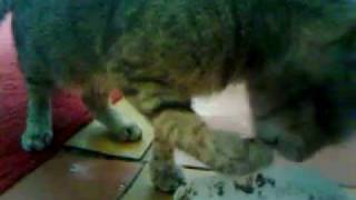 Cat eats like human / Кошка ест как человек Cat eats like human / Кошка ест как человек