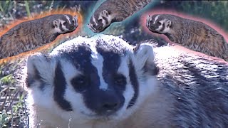 This Bouncing Badger is the Cutest Thing You'll See All Day