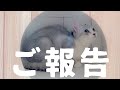 【ご報告】保護したママ野良猫の病気について……