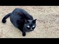 挨拶して撫でてもらう人懐っこくてかわいい黒猫ちゃん