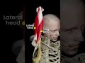 The Triceps in 3D #strengthtraining #anatomy #shorts