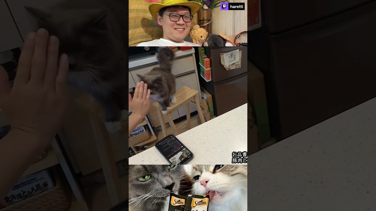 【2026年7月23日】タッチできるかな？ #Haretti #twitch #cooking #cat #siberian #catvideos #catshorts