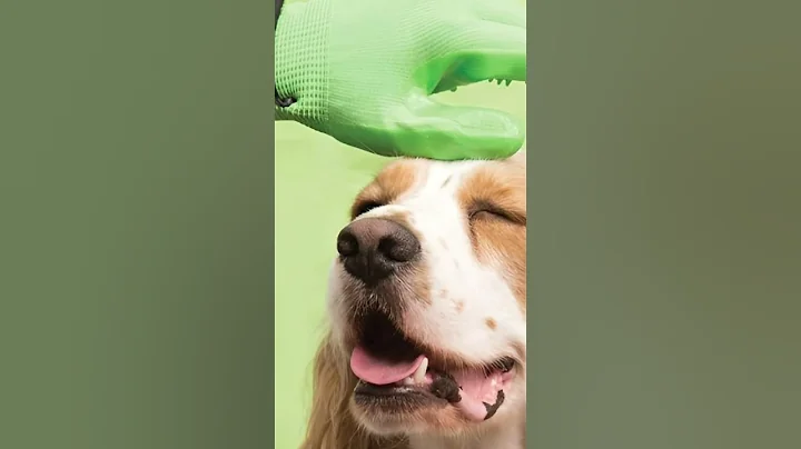 "How Often Should I Groom My Cat or Dog?