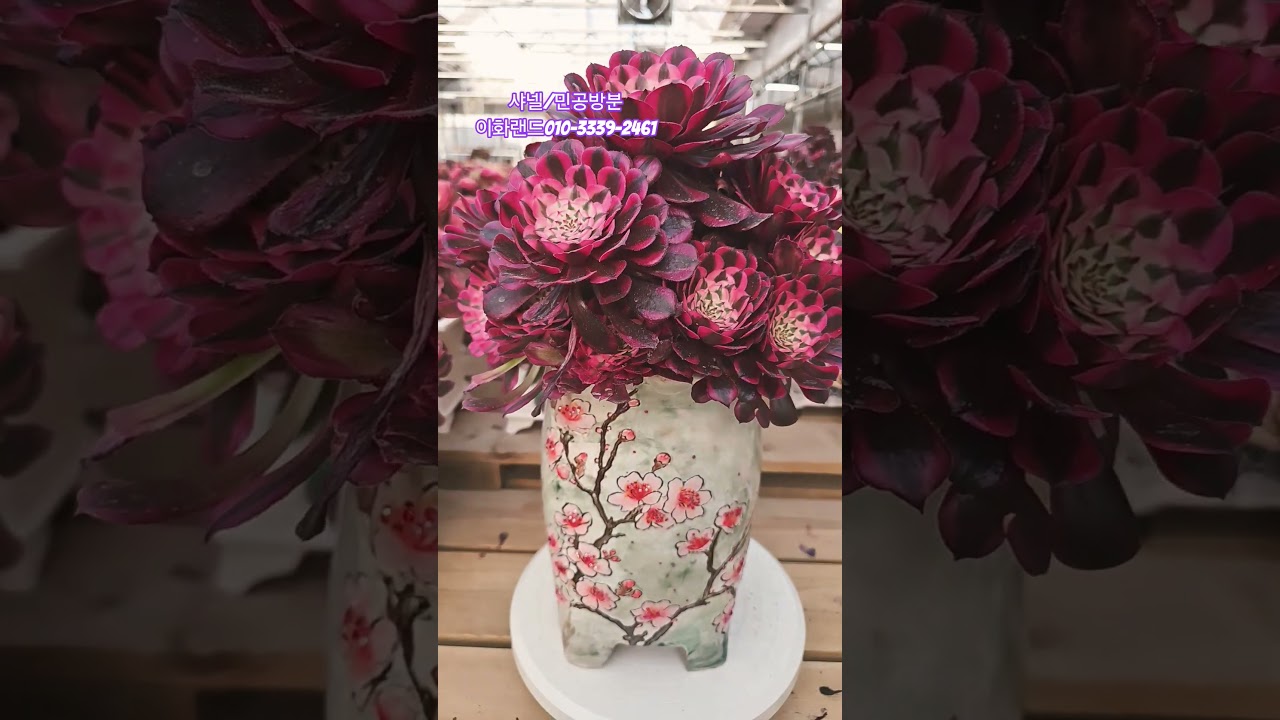 #샤넬#조외숙#민공방분 #다육이농장 #이화랜드010-3339-2461 #식물재테크달인 #식물전도사 #succulent #shorts