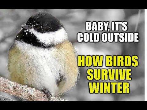Video: How Birds Live In Winter
