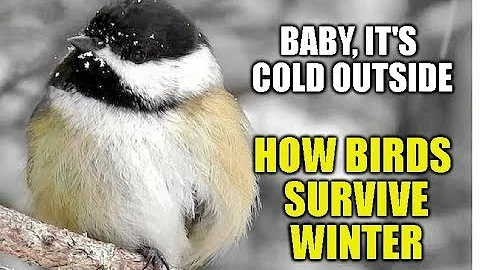 How Birds Survive Winter