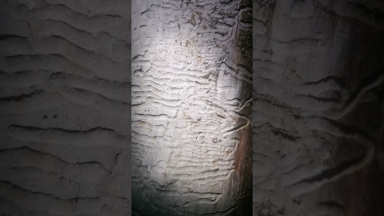 Жуки короеды