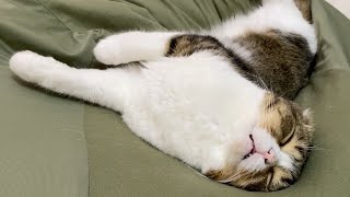 リラックスしすぎて口を開けながらいびきをかく猫がこちらですwww🐈
