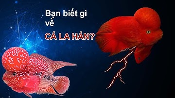 Tổng Quan Cá La Hán. Các loại cá La Hán Phổ Biến