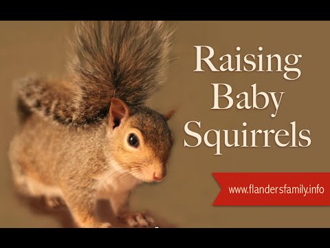 Baby Squirrel Age Chart