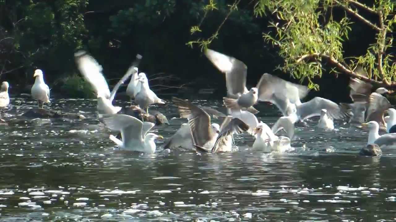 Gulls & Heron Eating Herring, Cormorants, & others in the Charles River