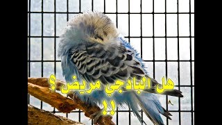 لماذا طائر البادجي نافش ريشه ؟