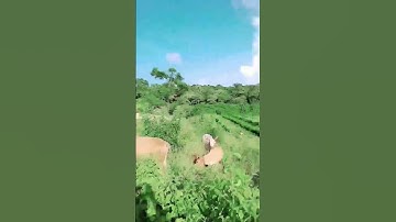 may first vlog !! #ytshorts  #shortsvideo #viral #shortsyoutube