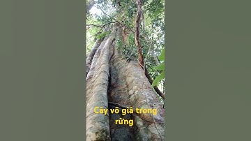 cây độc lạ trong rừng sâu.l Sinh Tồn Tây Nguyên.
