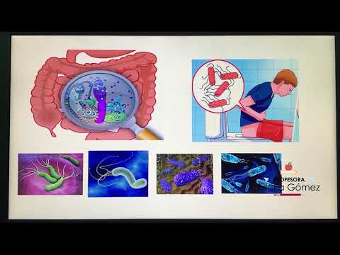 Enfermedades y cuidados del sistema digestivo.