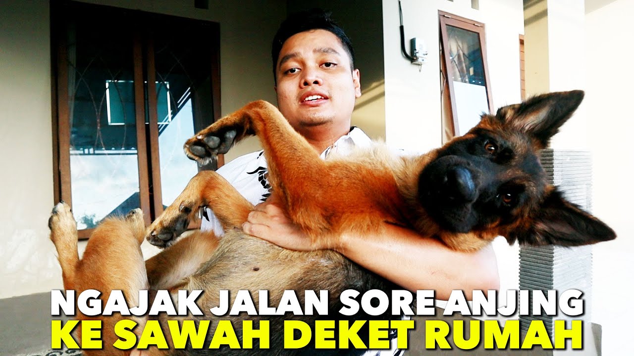 VLOG RECEH BARENG ANJINGKU DANJER