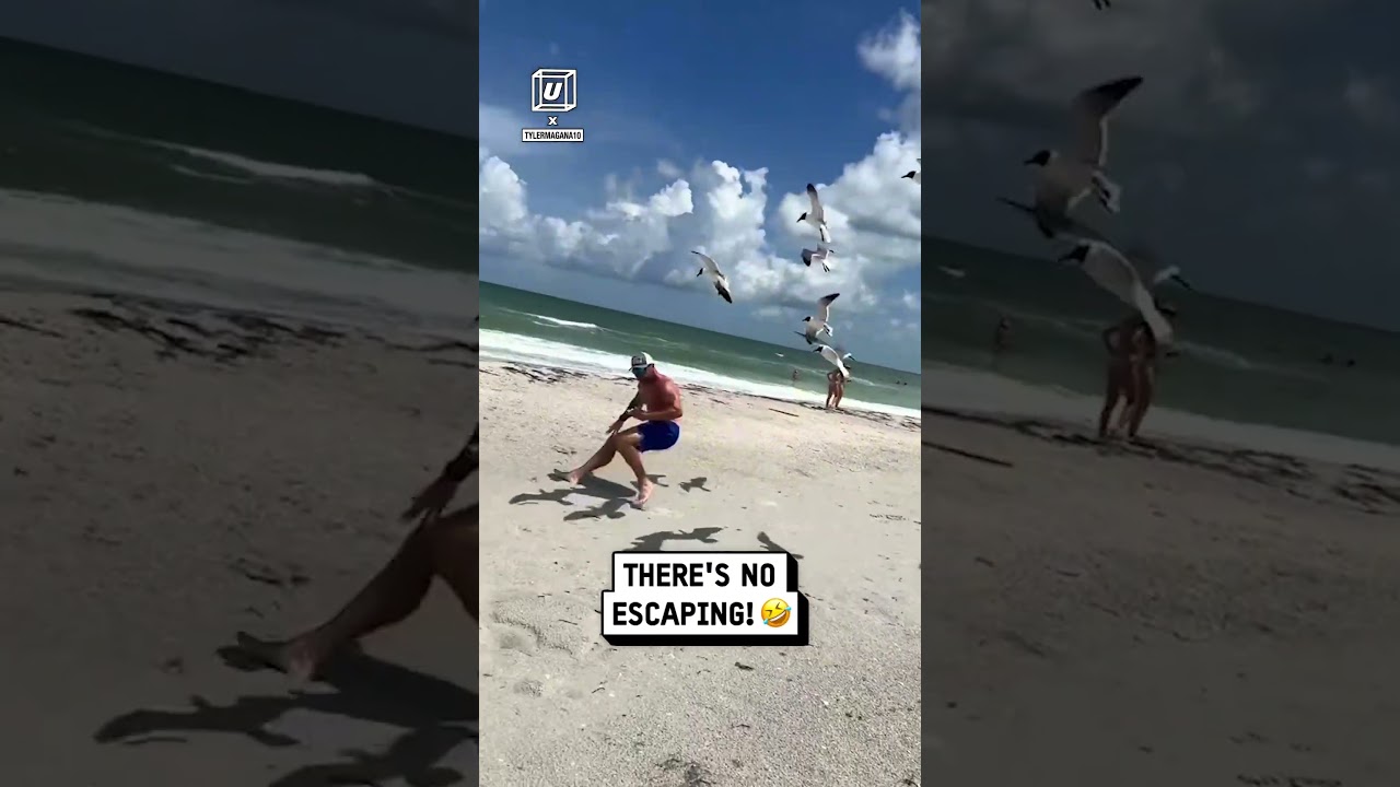 Trying to out run the seagulls 😳                           🎥: TikTok / tylermagana10