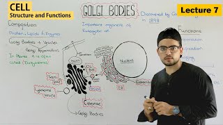 Golgi apparatus | structure and function of golgi body | Video 7