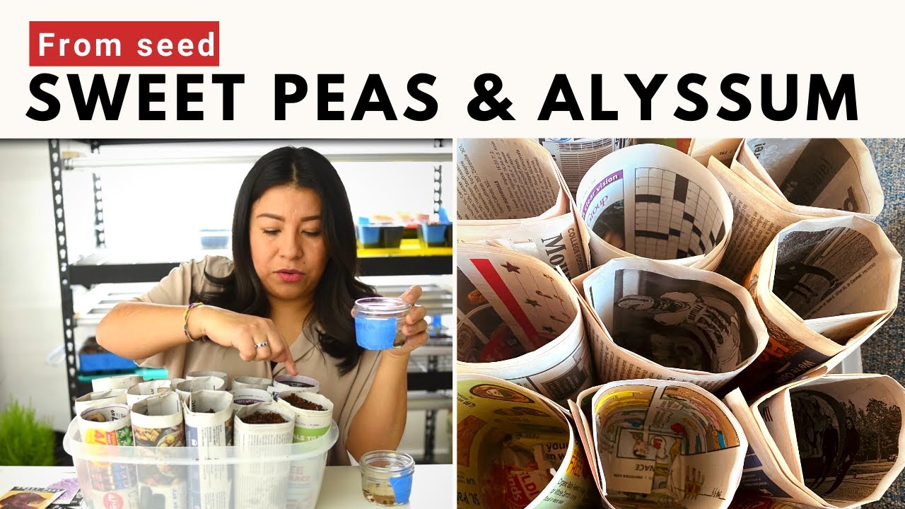 Starting more Cut Flowers from seed 🌾🌿 March Seedling Update YouTube