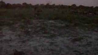 Wildebeests protect young