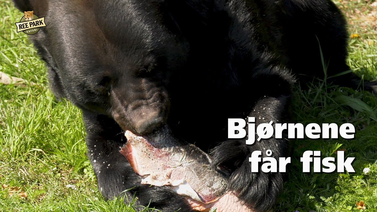 Bjørnene får fisk