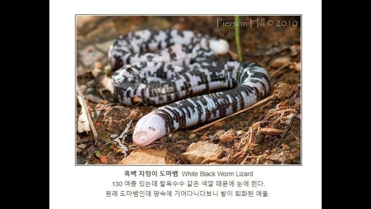 봄엔 '개굴개굴' 여름엔 '맴맴'...계절 알려주는 동식물 50종 / YTN 사이언스