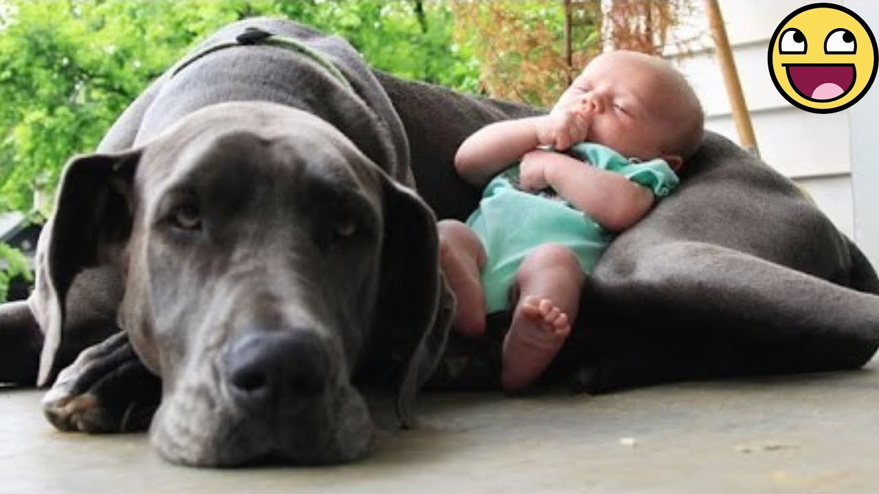 When Babies and Pets Grow Together, Life Becomes Beautiful 🐶👶✨