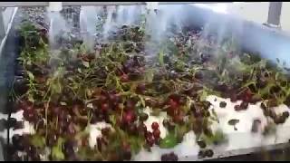 Sour Cherry Juice Concentrate Production Line-Vişne Suyu Konsantre Üretimi