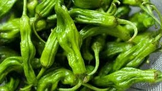 ⟹ JAPANESE SHISHITO PEPPER ✨ Capsicum annuum var. annuum (Grossum Group) #pepper ⟹ JAPANESE SHISHITO PEPPER ✨ Capsicum annuum var. annuum (Grossum Group) #pepper