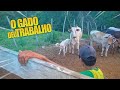 PEGANDO BEZERRO de VACA BRAVA no PASTO