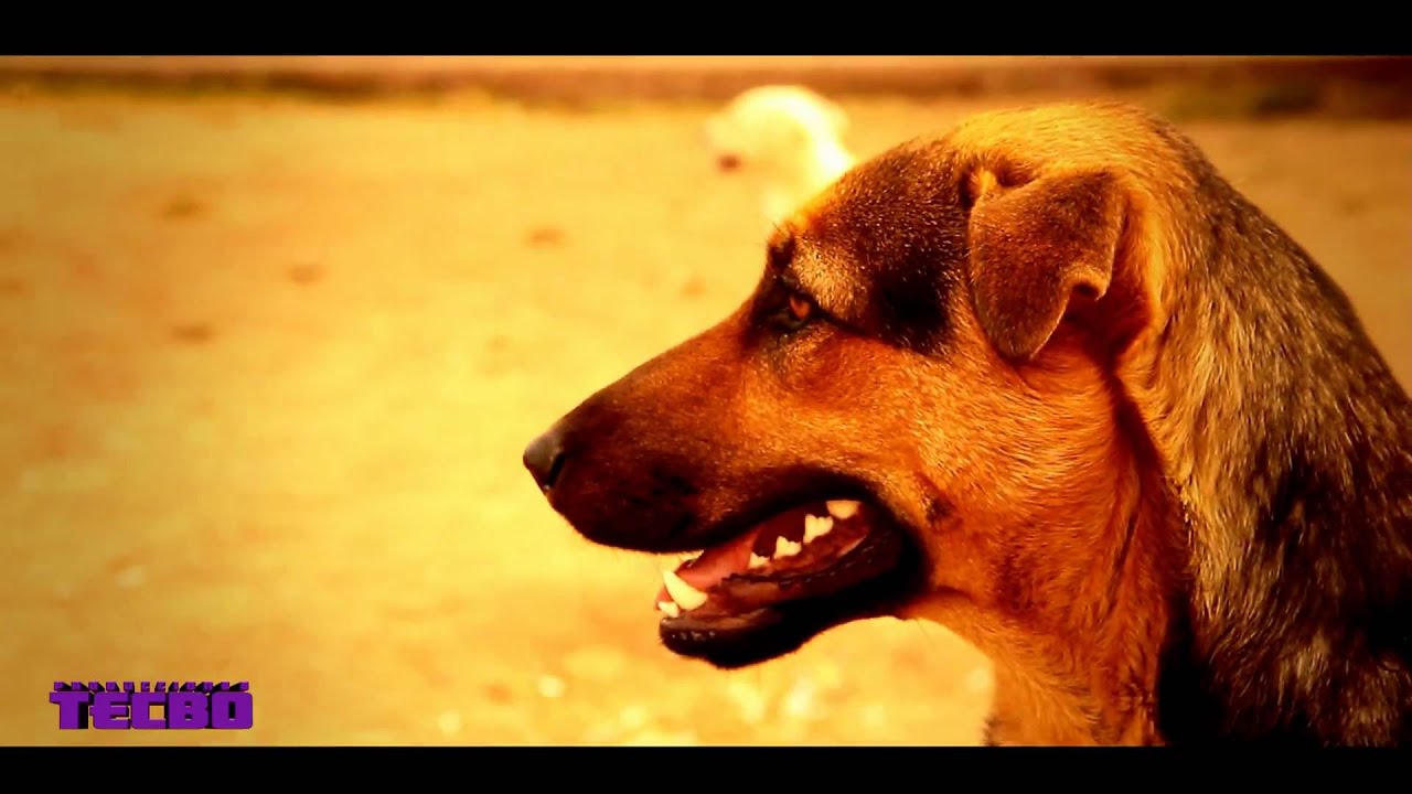 Test de Video Canon 60D .... Tecbo Producciones