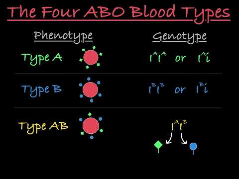 Video: Welk type overerving illustreren bloedgroepen?