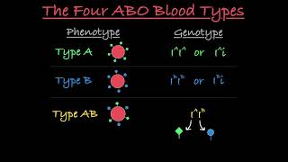 Blood Type Genetics Explained screenshot 2