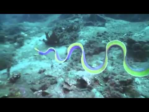 الفيديو الأكثر إرضاء هكذا الأنسان حين يبدع  720