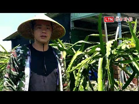 傳承土地好味道 青年留農栽種「Go Home Love」火龍果