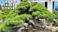 The Fascinating World of Bonsai ile ilgili video