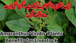 Amaranthus Viridis plant Health Benefits for Dairy Cattle and Human |Chulai Saag