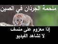 أكل الجرذان في الصين، ياي شو طيبين