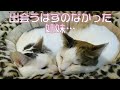 出会うはずのなかった姉妹が偶然の出会いから奇跡的に一緒に暮らすことになりました。