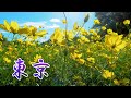 It is warm everyday so the Hagi and Cosmos keep blooming in TOKYO. #4K #萩トンネル #コスモス