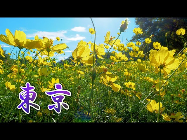 It is warm everyday so the Hagi and Cosmos keep blooming in TOKYO