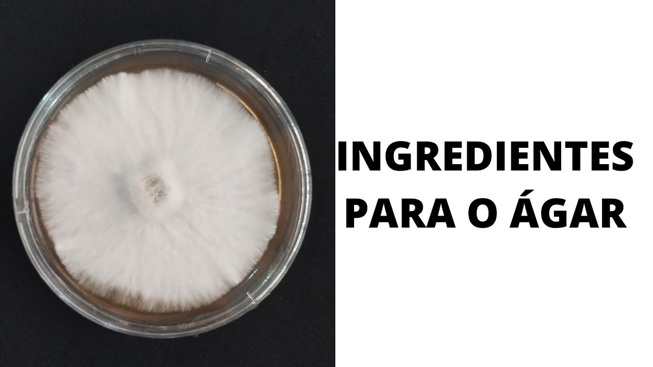 ÁGAR NO CULTIVO DE COGUMELOS: o que utilizar e como preparar?