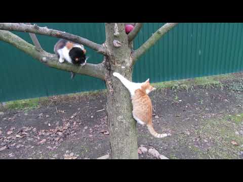 16.12.2025. Россия. Краснодарский край. Коржик обучается древолазанию под руководством Коши