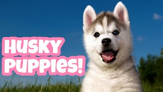 Funny Husky Puppies Compilation #1 (2019) | Cute Husky Life's Video by Pet Moments 2,778 views 5 years ago 10 minutes, 2 seconds